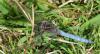 Orthetrum coerulescens